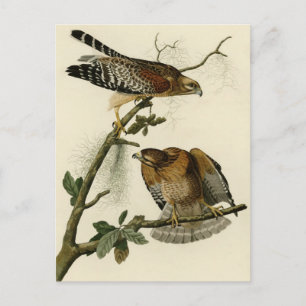 Red shouldered Hawk Postcard