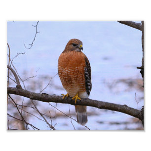 Red-Shouldered Hawk (Satin) Photo Enlar