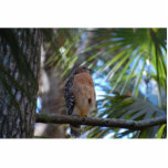Red shouldered hawk sculpture standing photo sculpture<br><div class="desc">Red shouldered hawk</div>