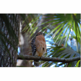 Red shouldered hawk sculpture standing photo sculpture