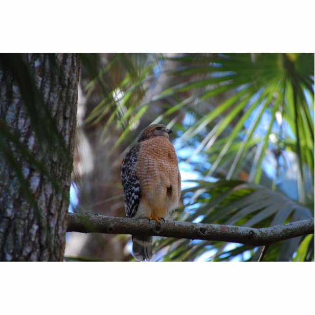 Red shouldered hawk sculpture standing photo sculpture (Front)