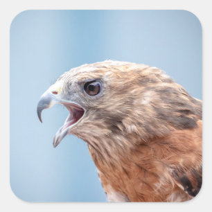 Red Shouldered Hawk Square Sticker