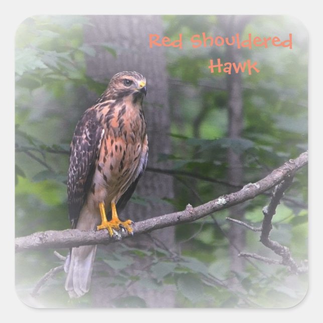 Red Shouldered Hawk Square Sticker (Front)