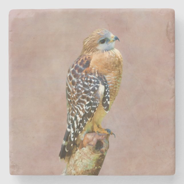 Red-Shouldered Hawk Stone Coaster (Front)