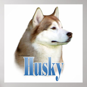 Red Siberian Husky Poster