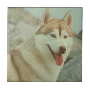 Red Siberian Husky Tile