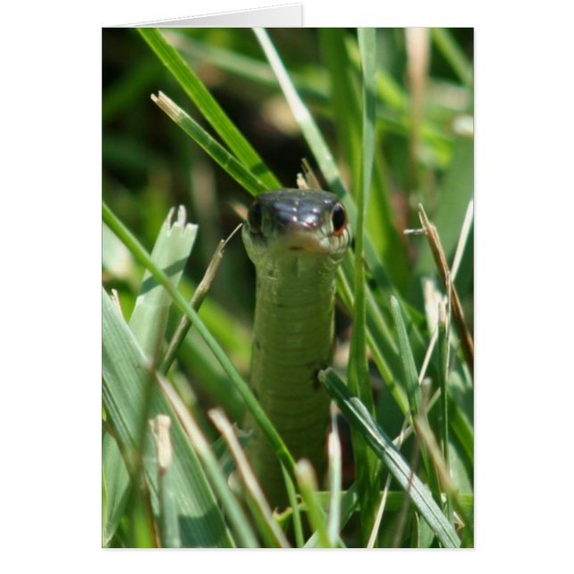 Red Sided Garter Snake in the Grass (Front)
