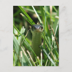 Red Sided Garter Snake in the Grass Postcard