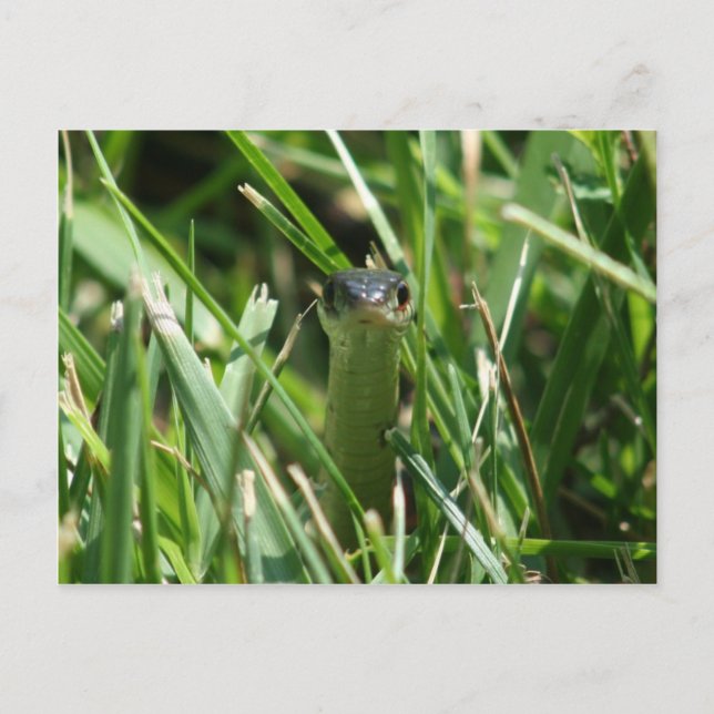 Red Sided Garter Snake in the Grass Postcard (Front)