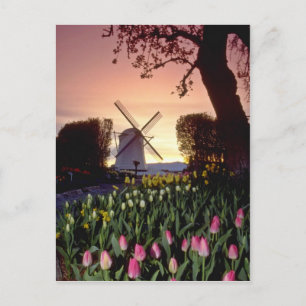 Red Silhouette of windmill and tulips, Washington Postcard