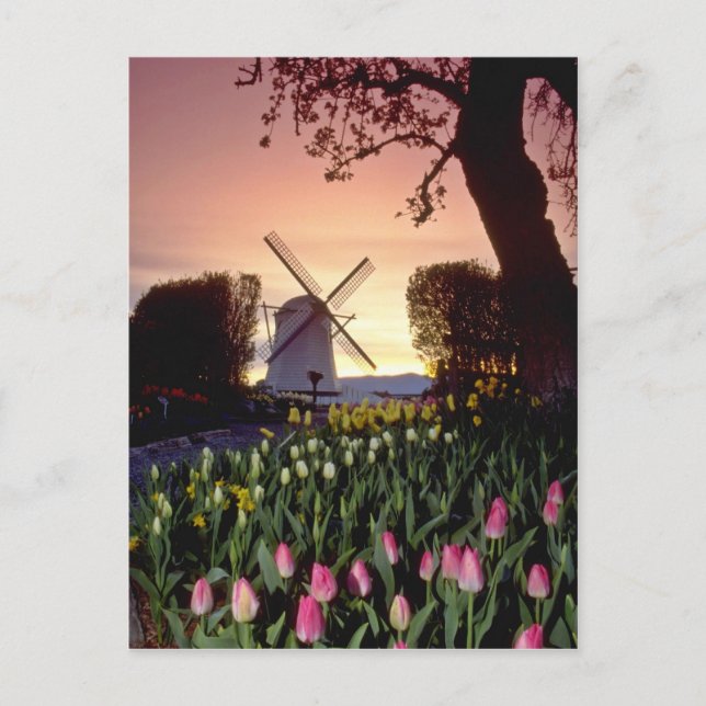 Red Silhouette of windmill and tulips, Washington Postcard (Front)