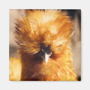 Red Silkie Chicken Hen Magnet