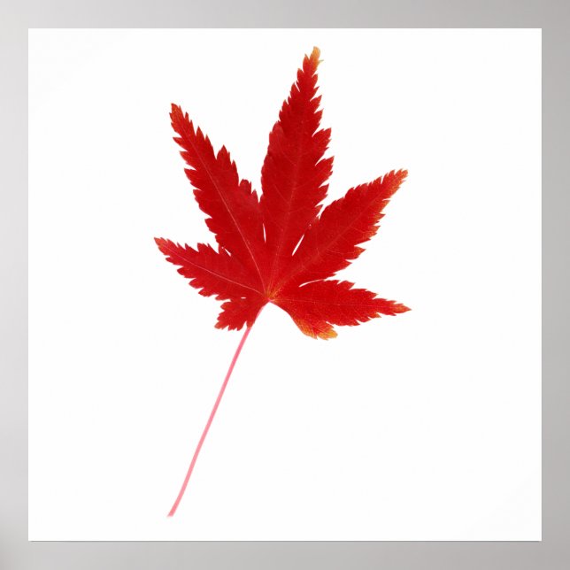 Red single autumn leaf poster (Front)