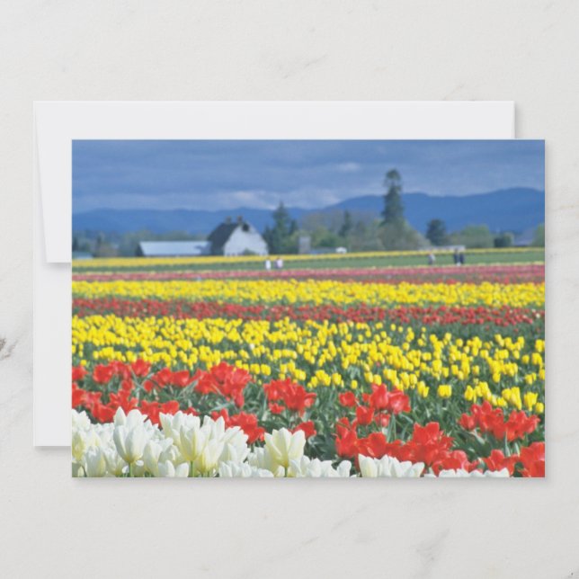 Red Skagit Valley, Mount Rainier, Washington, USA (Front)