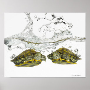 Red slider turtles poster