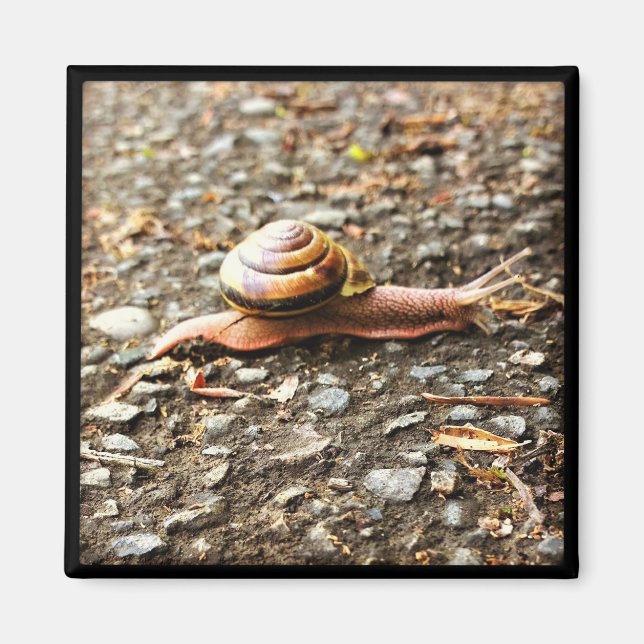 Red Snail on the Ground Magnet (Front)