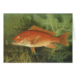 Red Snapper Fish in the Ocean, Vintage Marine Life