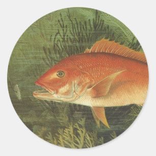 Red Snapper Fish in the Ocean, Vintage Marine Life Classic Round Sticker