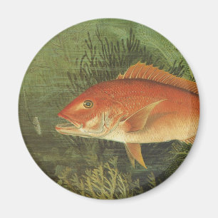 Red Snapper Fish in the Ocean, Vintage Marine Life Magnet