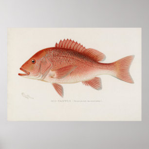Red snapper fish vintage art poster