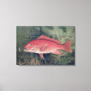 Red Snapper, from 'Game Fishes of the United State Canvas Print