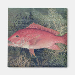 Red Snapper, from 'Game Fishes of the United State Magnet