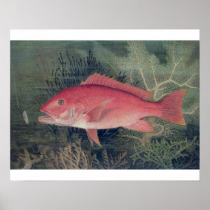 Red Snapper, from 'Game Fishes of the United State Poster