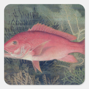 Red Snapper, from 'Game Fishes of the United State Square Sticker