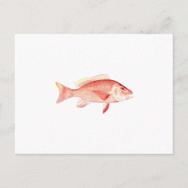 Red Snapper Postcard (Front)