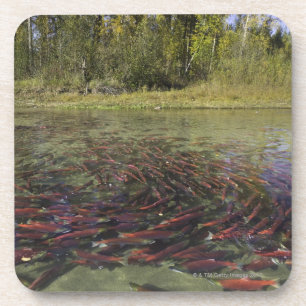 Red Sockeye salmon milling in calm eddy and Coaster