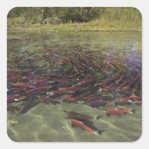 Red Sockeye salmon milling in calm eddy and Square Sticker
