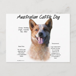 Red Speckle Australian Cattle Dog History  Postcard