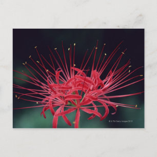 Red spider lilies postcard