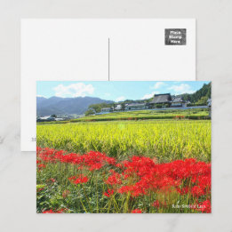 Red Spider Lily ポストカード Postcard