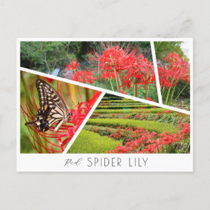 Red Spider Lily Postcard