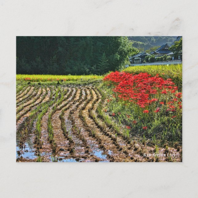 Red Spider Lily Postcard (Front)