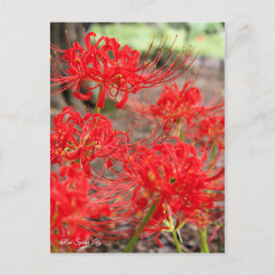 Red Spider Lily :Postcard Postcard