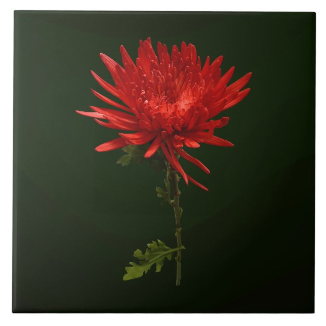 Red Spider Mum Tile (Front)