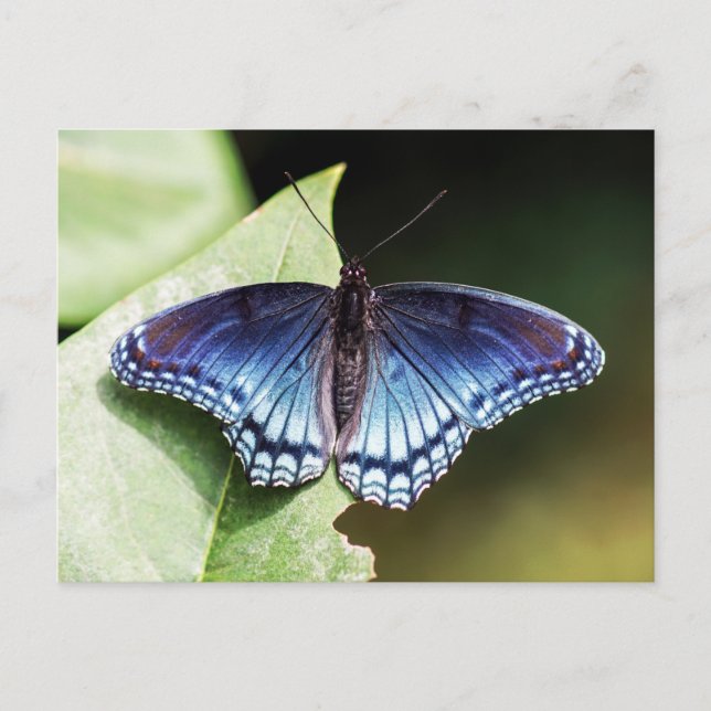 Red Spotted Purple Admiral Butterfly Postcard (Front)