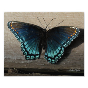 Red-Spotted Purple Brushfoot Butterfly Photo Print