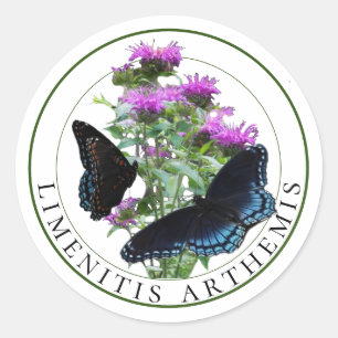Red Spotted Purple Butterflies on Bee Balm Classic Round Sticker