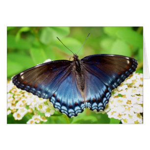 Red Spotted Purple - Butterfly