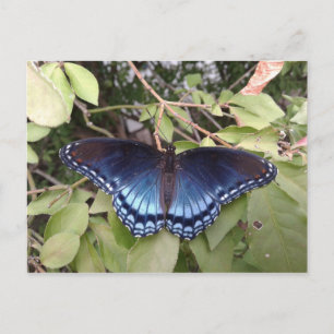 Red-spotted Purple Butterfly, Ohio Postcard