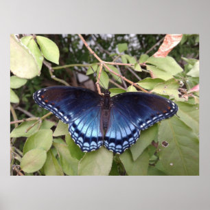 Red-spotted Purple Butterfly, Ohio Poster