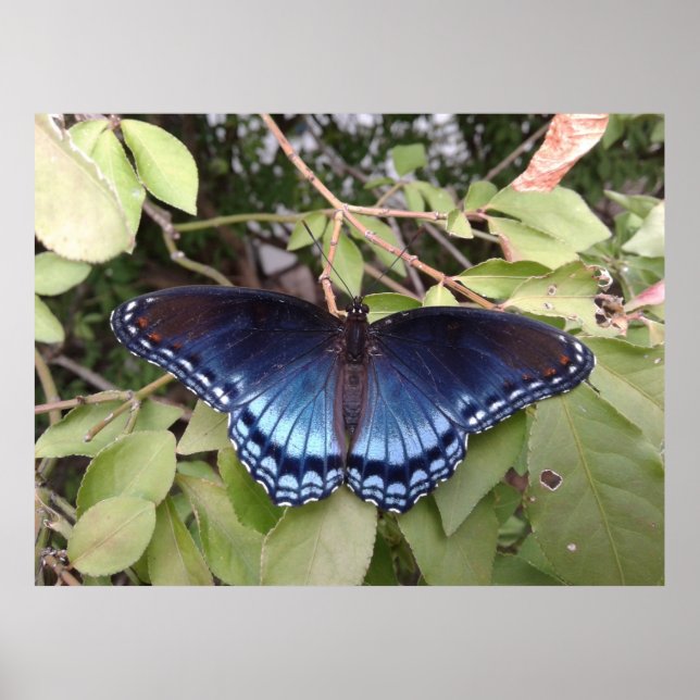 Red-spotted Purple Butterfly, Ohio Poster (Front)