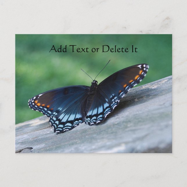 Red-spotted Purple Butterfly postcard (Front)