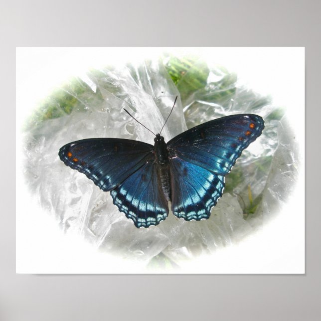 Red Spotted Purple Butterfly Poster (Front)