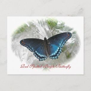 Red Spotted Purple Butterfly Series Postcard
