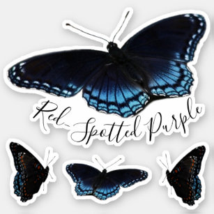 Red Spotted Purple Butterfly Set
