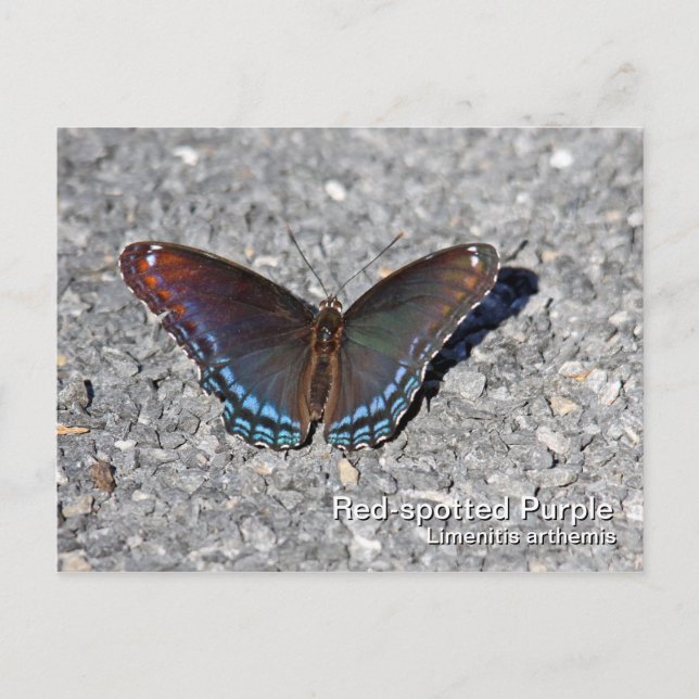 Red-spotted Purple Postcard (Front)